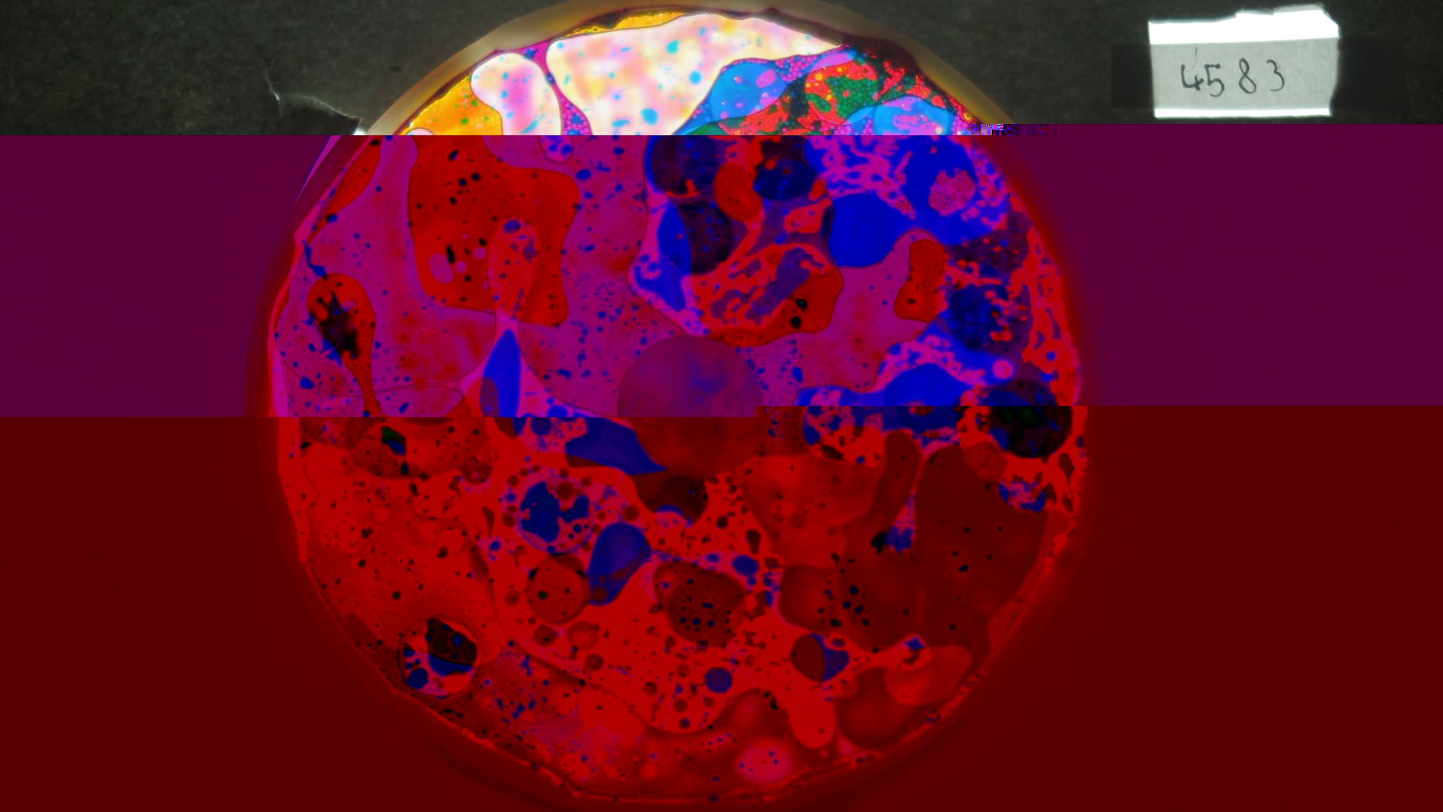 BV4583 bubble vision oil wheel